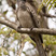 African Gray Hornbill